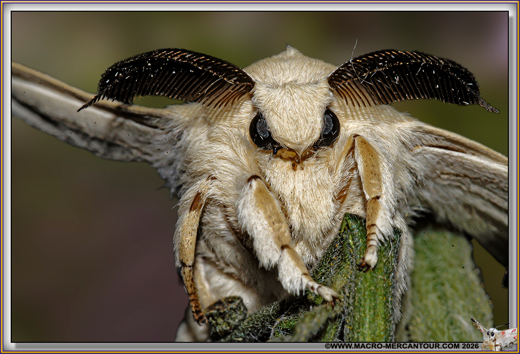 BOMBYX